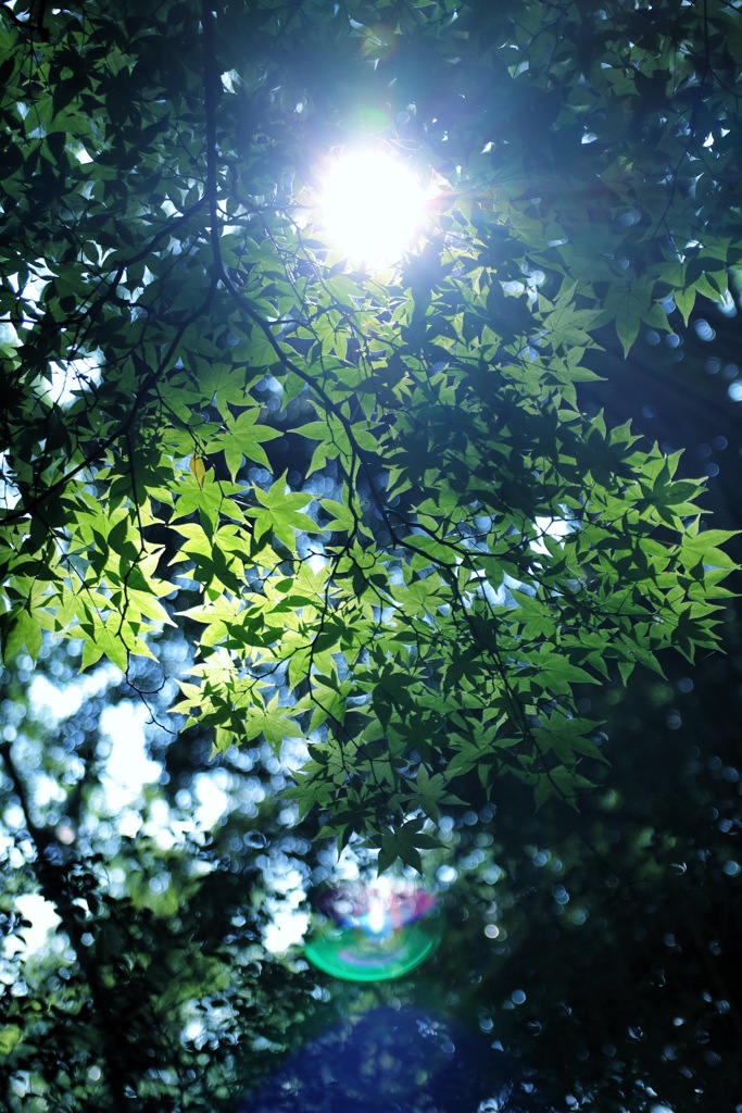 初夏