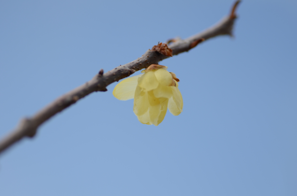 蝋梅
