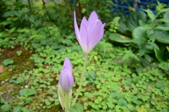 イヌサフラン(1)