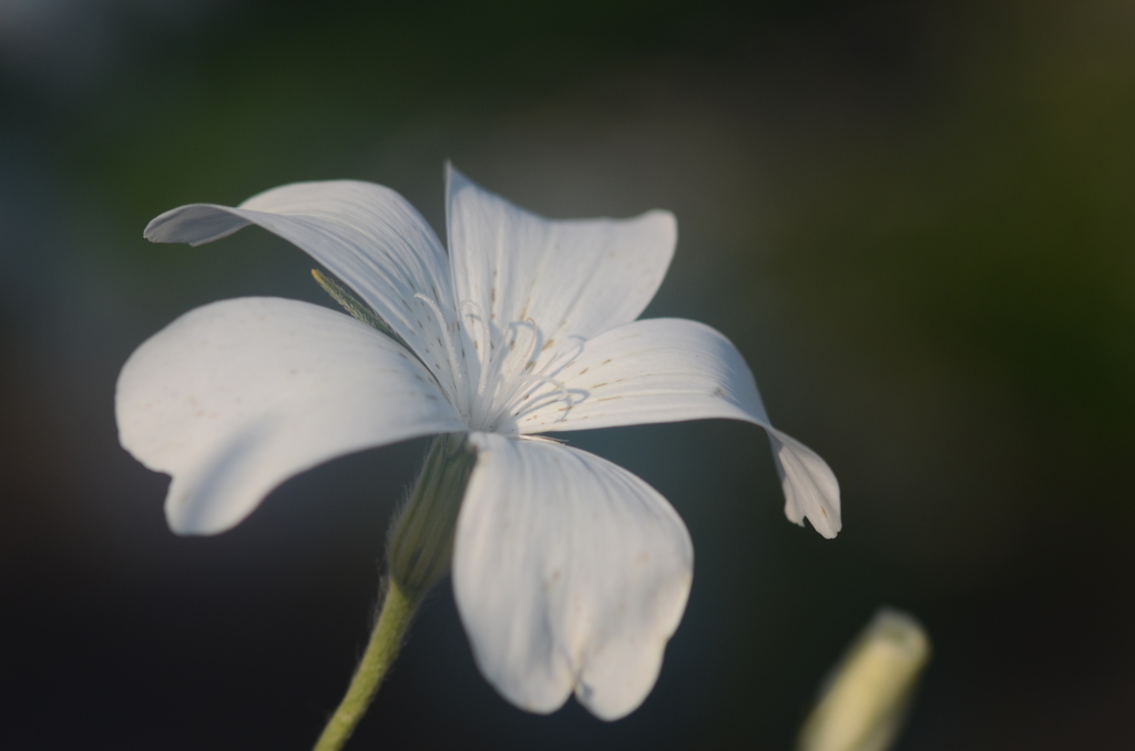 アグロステンマ