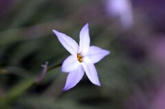 ハナニラ（１）
