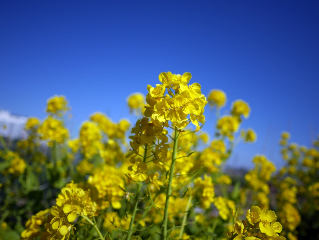 菜の花...??