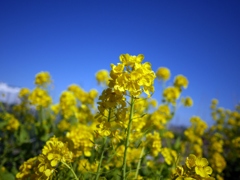菜の花...??
