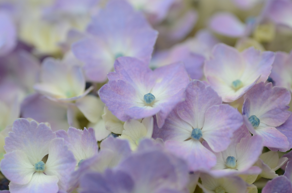 競うように（紫陽花）