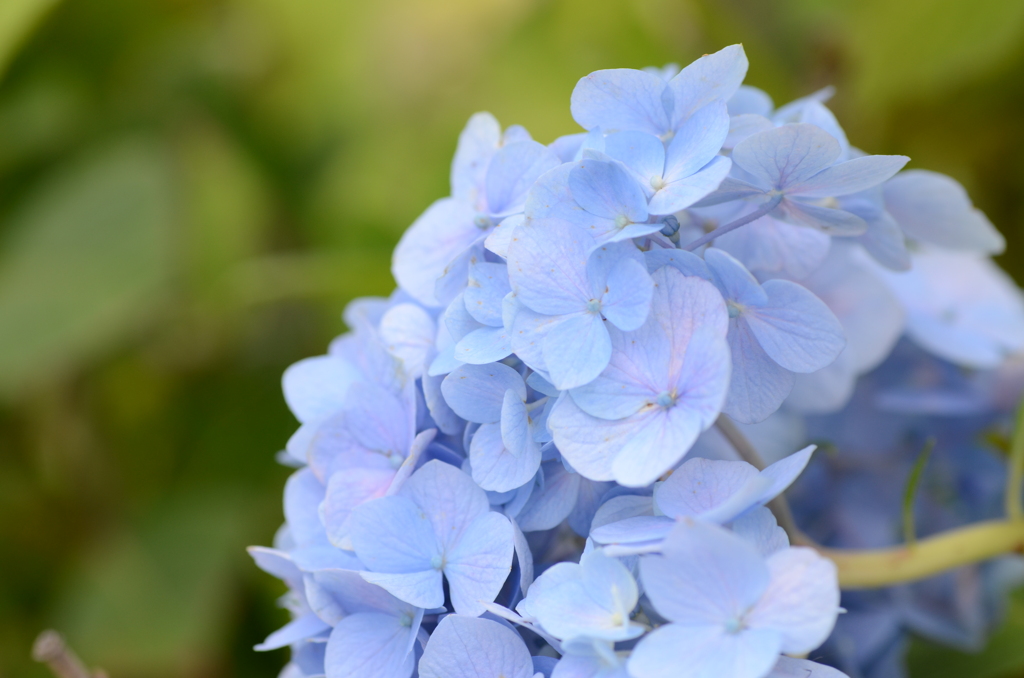 それも紫陽花