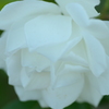 白いバラ（アイスバーク）