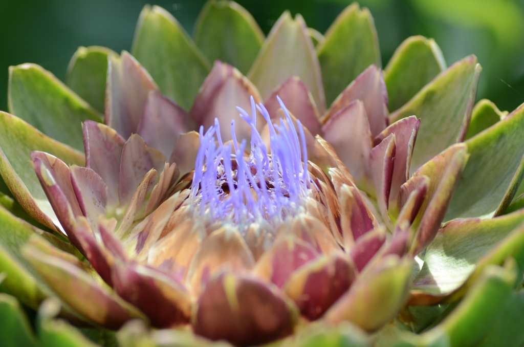 カルドン（咲き始め？）