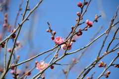 紅梅
