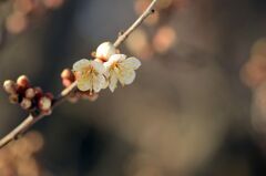 咲き始めの梅
