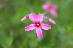 芝桜