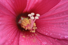 花の中身