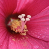 花の中身