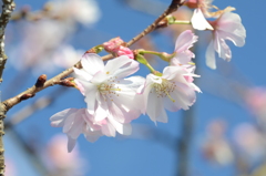 青空と十月桜