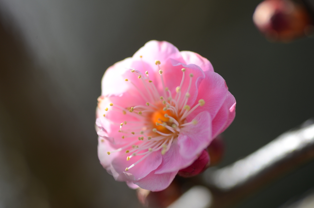 満開まではまだ遠く（紅）