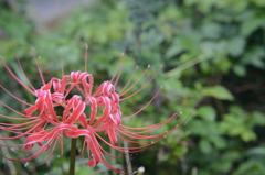 茂みの中の彼岸花(3)