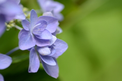 あれも紫陽花