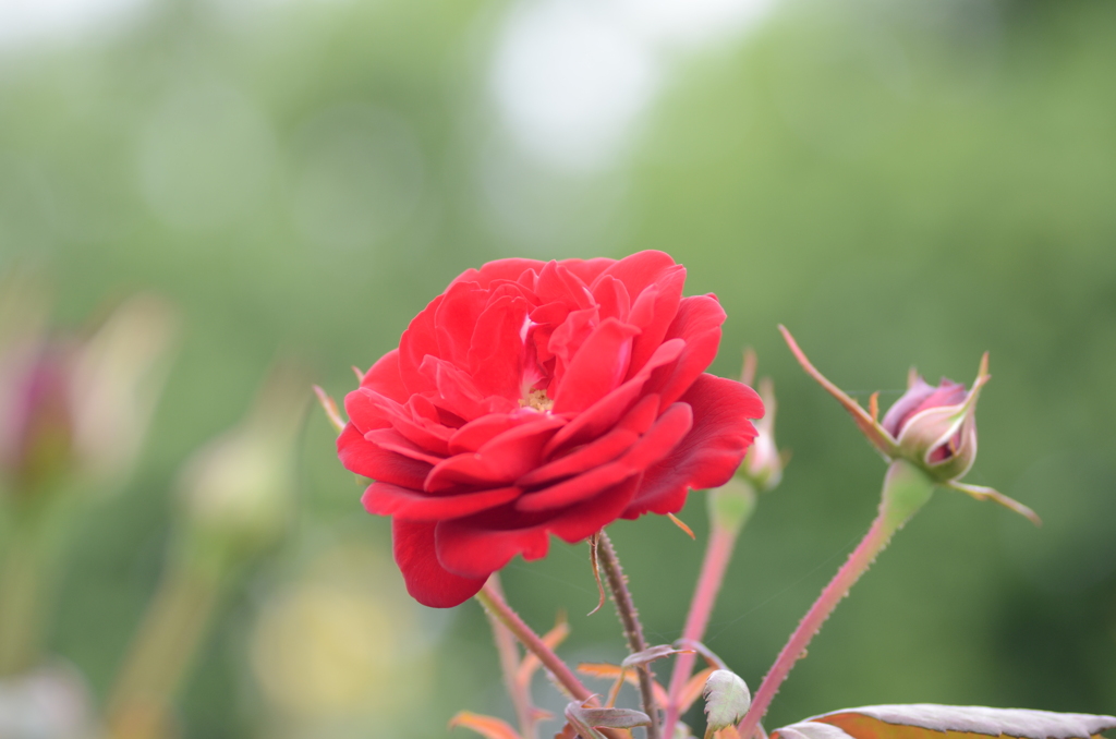 マリアンデール