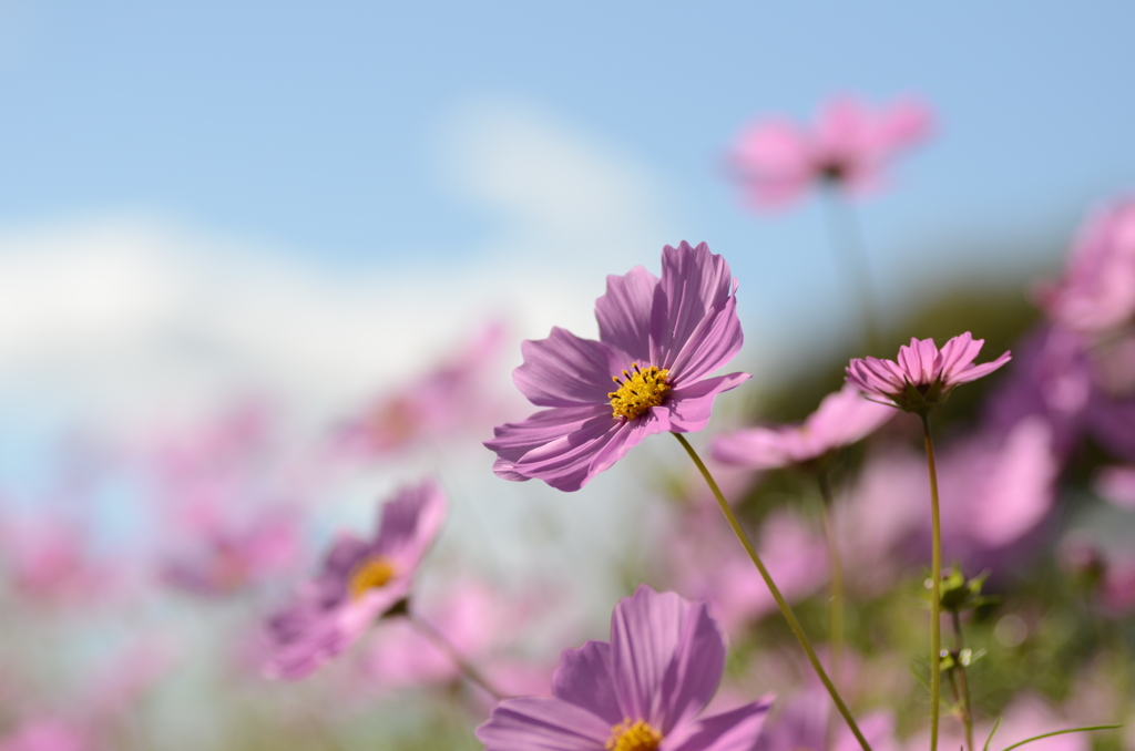 秋桜