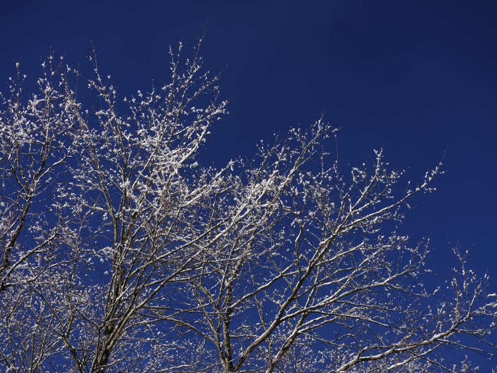 雪の華