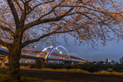 桜と五色桜大橋