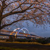 桜と五色桜大橋