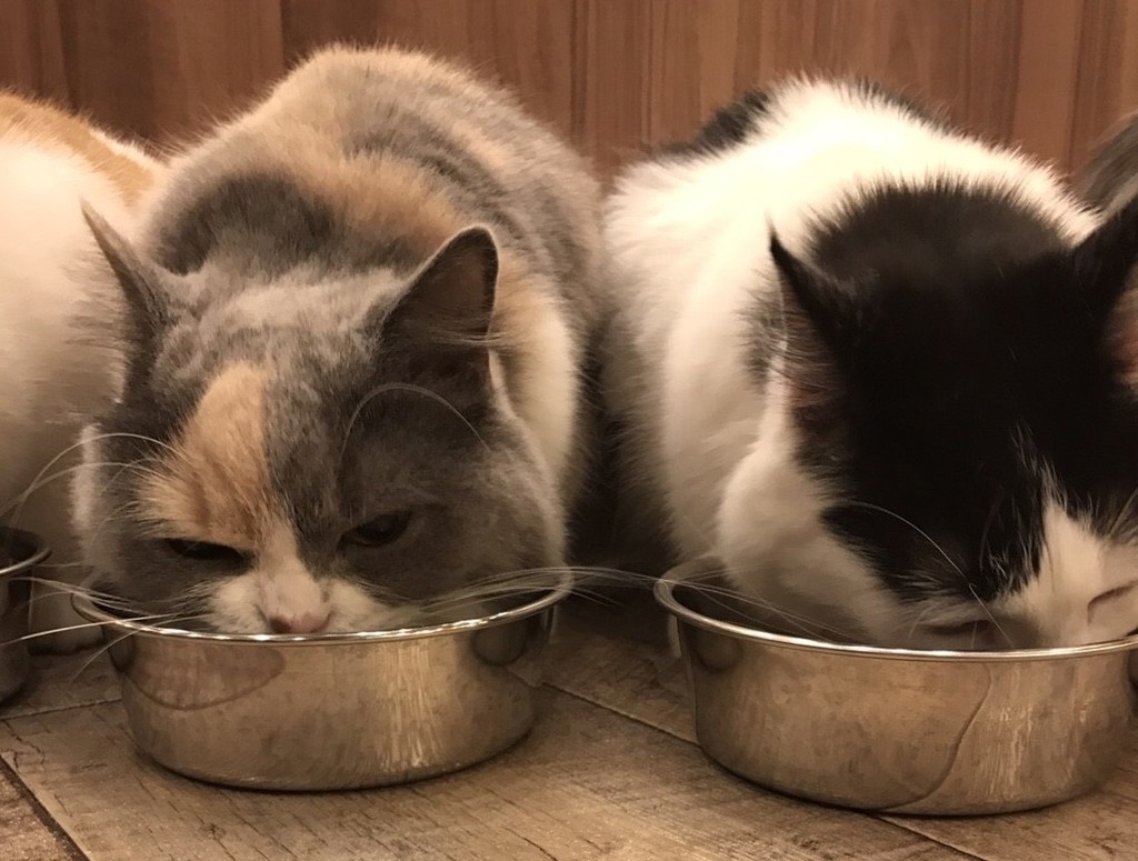 猫にゃん