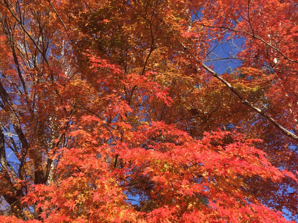 紅葉を先取り！