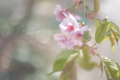 sakura