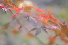 Color of Autumn