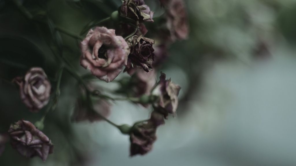 The Rose