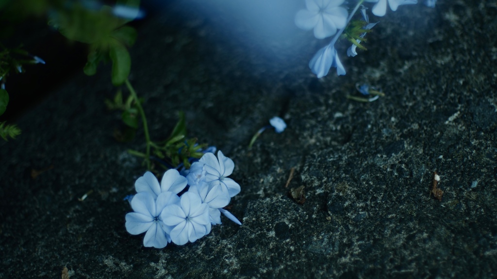 KAERIMICHI NO BLUE