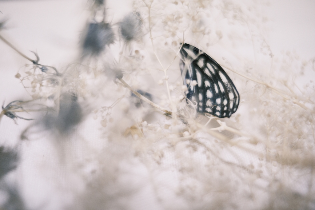 Feather