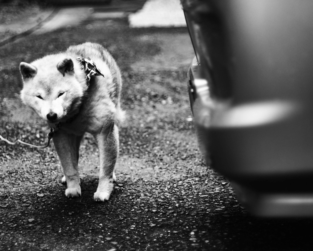 老いぼれ犬の口笛