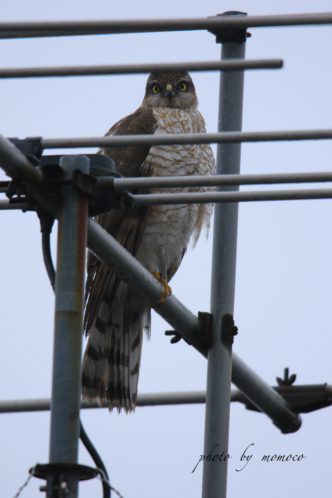 鳩かと思ったらまさかのハイタカ