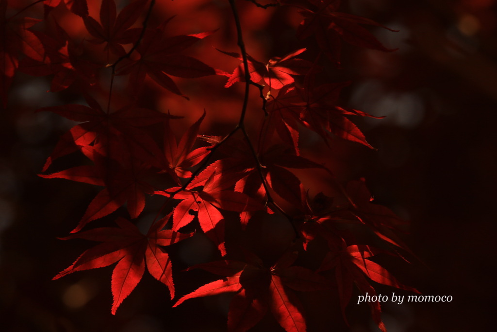 紅葉