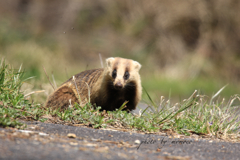 アナグマさん