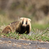 アナグマさん