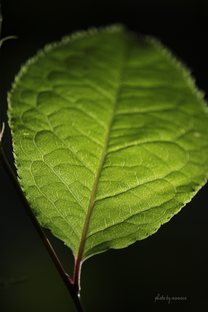 leaf