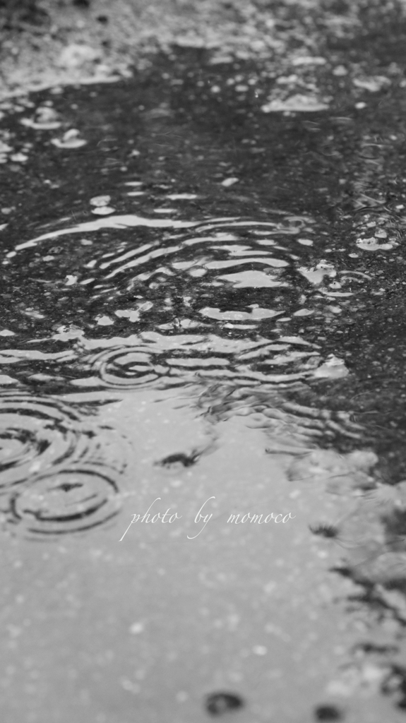 雨の日の波紋