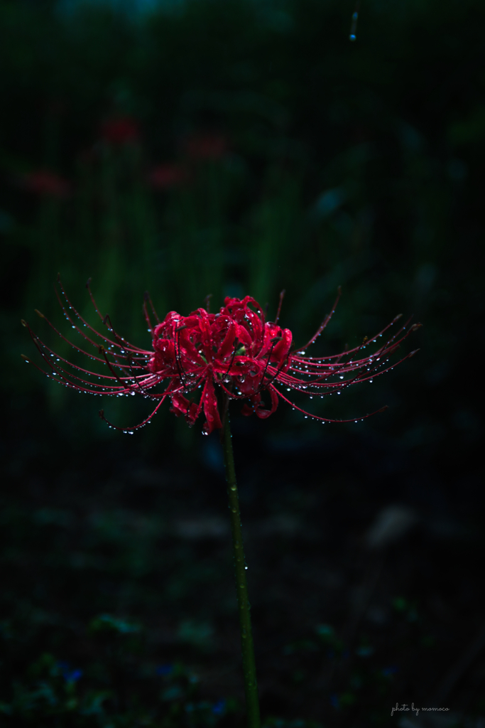 彼岸花