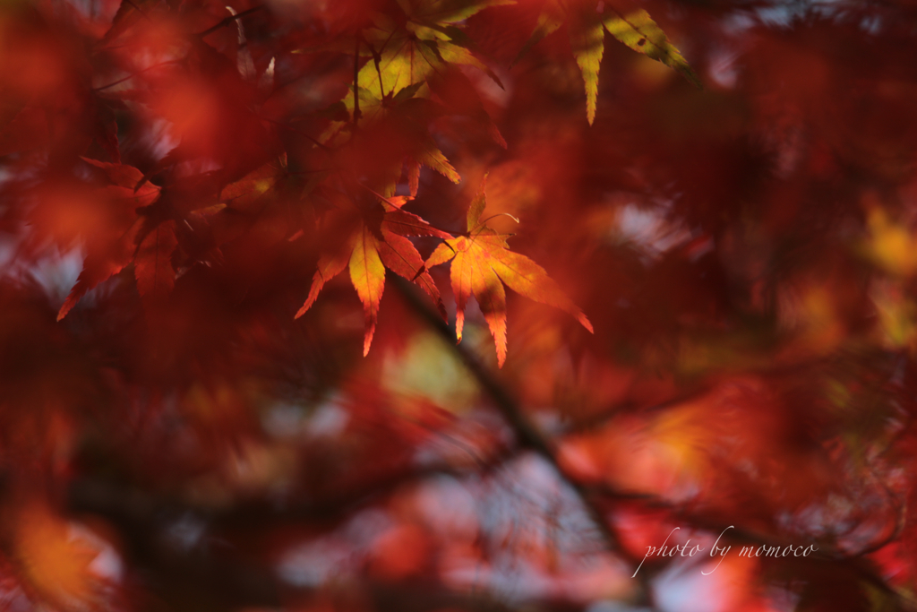 宮島紅葉