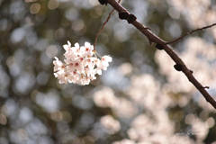 桜の玉