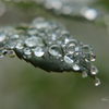 雨粒