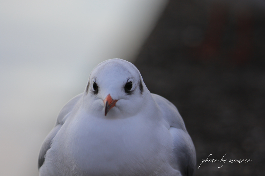 もっちりユリカモメ