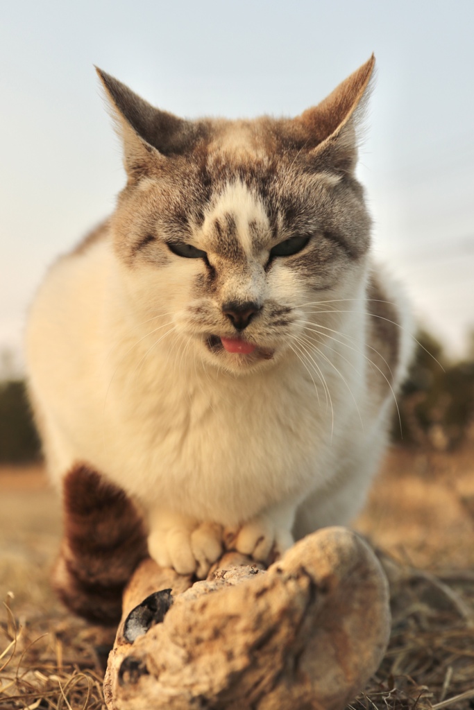 とってもかわいい猫ちゃんに出会った