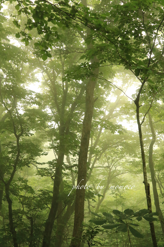 fog