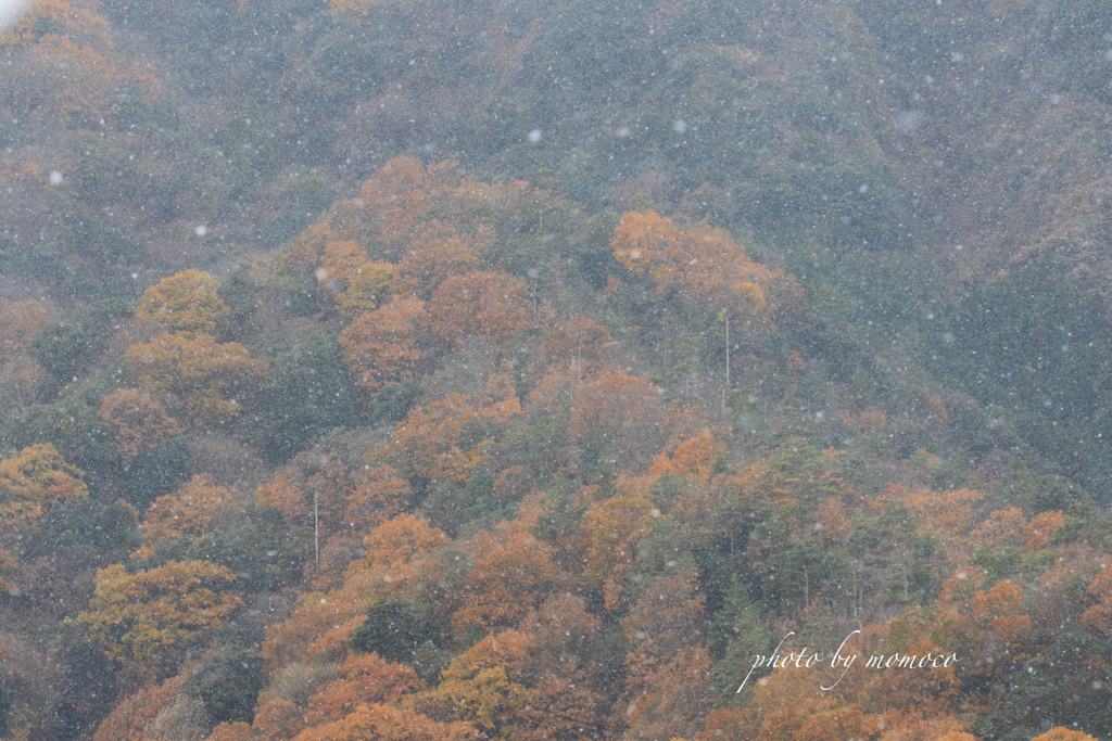 初雪