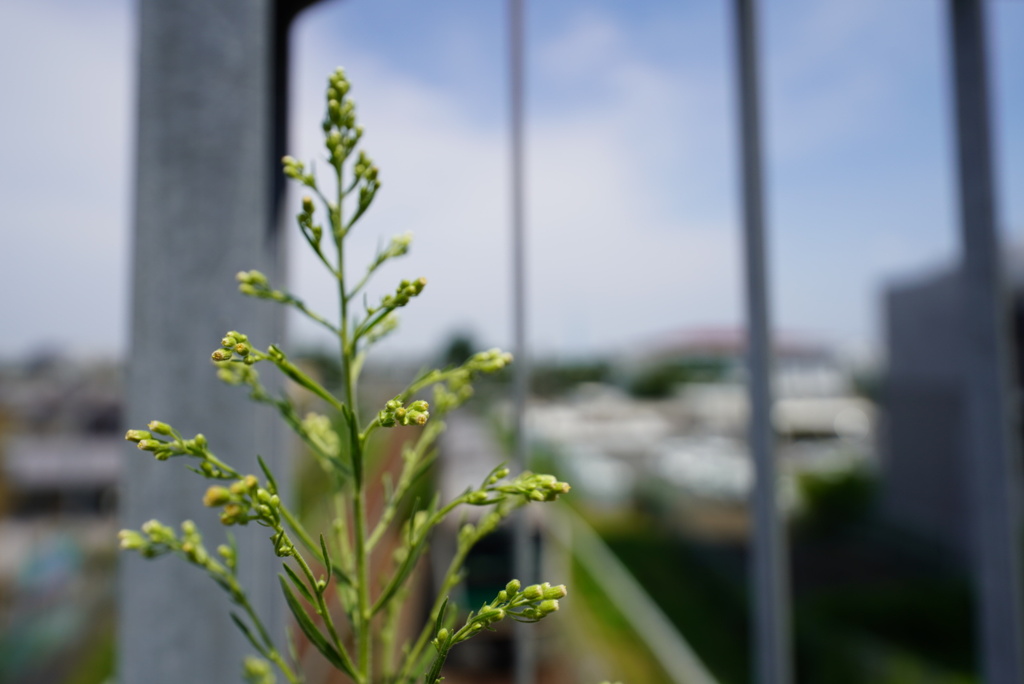 DSC01565_1