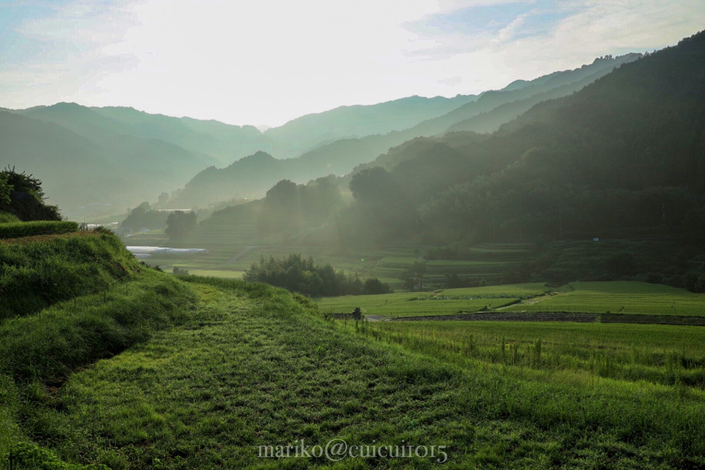 夏の緑の風景