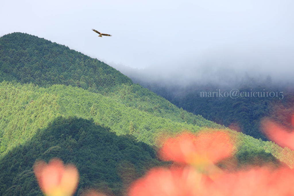 雨上がりの秋の風景